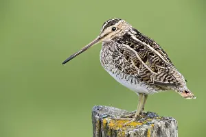Charadriiformes Species List Impressions: Common Snipe
