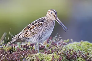 Shorebird Species Impressions: Common Snipe
