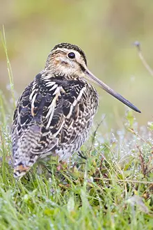Snipe Bird Species Impressions: Common Snipe