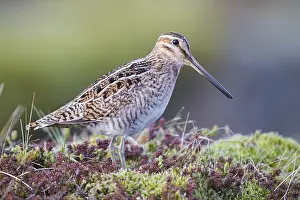 Shorebird Species Impressions: Common Snipe