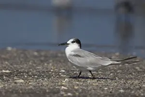 Charadriiformes Species List Impressions: Common Tern