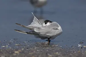 Sterna Hirundo Images Impressions: Common Tern