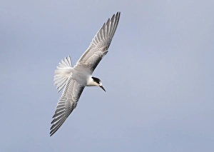 Blue Sky Wildlife Scene Impressions: Common Tern, Sterna hirundo