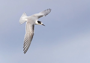 Common Tern In Flight Impressions: Common Tern, Sterna hirundo