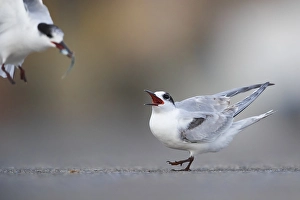 European Bird Behaviour Impressions: Common Tern, Sterna hirundo