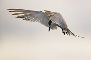 Azores Nature Photography Impressions: Common Tern, Sterna hirundo
