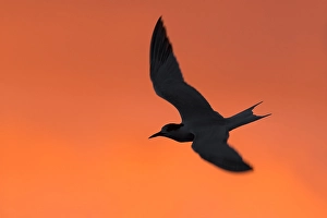 Orange Sunrise Background Impressions: Common Tern, Sterna hirundo