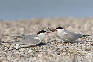 Sterna Hirundo Images Impressions: Common Tern, Sterna hirundo