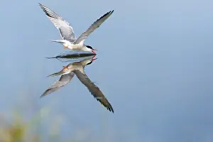 Wildlife In Greece Impressions: Common Tern, Sterna hirundo