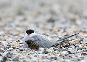 Sterna Hirundo Images Impressions: Common Tern, Sterna hirundo