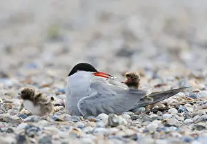 European Coastal Environment Impressions: Common Tern, Sterna hirundo