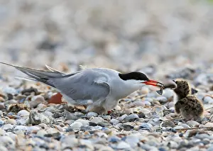 North Sea Nature Reserve Impressions: Common Tern, Sterna hirundo