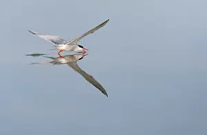 Wildlife In Greece Impressions: Common Tern, Sterna hirundo
