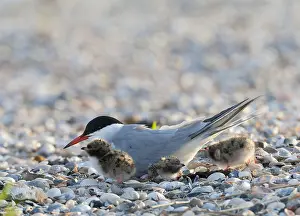 Impression encadrée : Sterne commune, Sterna hirundo.