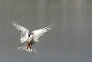 Impression encadrée : Sterne commune, Sterna hirundo.