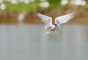 North Sea Nature Reserve Impressions: Common Tern, Sterna hirundo