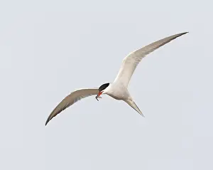 European Coastal Environment Impressions: Common Tern, Sterna hirundo