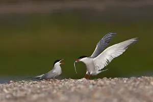 Sterna Hirundo Images Impressions: Common Tern, Sterna hirundo