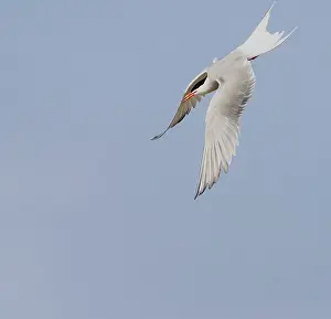 North Sea Nature Reserve Impressions: Common Tern, Sterna hirundo