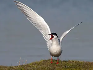 Coastal Wildlife Impressions: Common Tern, Sterna hirundo