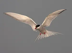 Free Nature Photography Impressions: Common Tern, Sterna hirundo