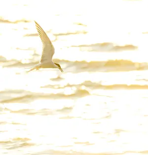 Wildlife Netherlands Impressions: Common Tern, Sterna hirundo