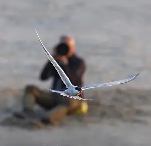 Common Tern In Flight Impressions: Common Tern, Sterna hirundo