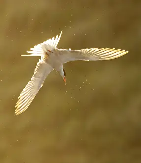 Wild Animal In Flight Impressions: Common Tern, Sterna hirundo