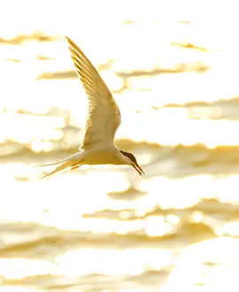 Impression encadrée : Sterne commune, Sterna hirundo.