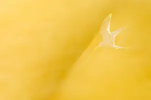 Wildlife In Netherlands Impressions: Common Tern, Sterna hirundo
