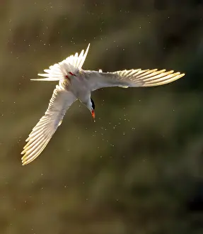 Common Tern In Flight Impressions: Common Tern, Sterna hirundo