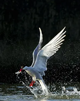Bird Flying Over Water Impressions: Common Tern, Sterna hirundo