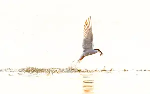 Bird Flying Over Water Impressions: Common Tern, Sterna hirundo