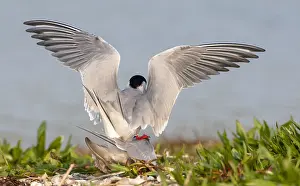 European Coastal Nature Impressions: Common Tern, Sterna hirundo