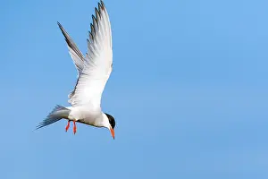 Mediterranean Wildlife Images Impressions: Common Tern, Sterna hirundo