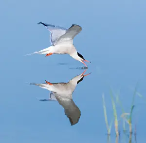 Mediterranean Wildlife Images Impressions: Common Tern, Sterna hirundo