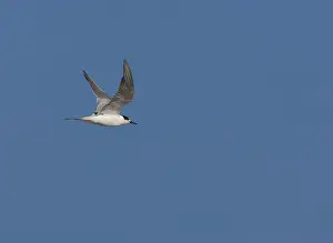 Blue Sky Wildlife Scene Impressions: Common Tern, Sterna hirundo