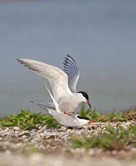 North Sea Nature Reserve Impressions: Common Tern, Sterna hirundo