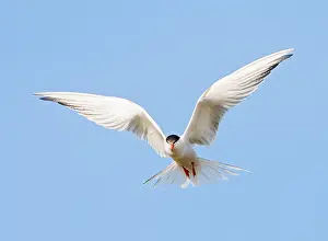 Common Tern In Flight Impressions: Common Tern, Sterna hirundo