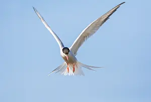 Mediterranean Wildlife Images Impressions: Common Tern, Sterna hirundo