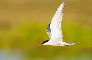 Impression encadrée : Sterne commune, Sterna hirundo. Impression encadrée : Sterne commune, Sterna hirundo.