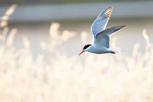 Mediterranean Wildlife Photos Impressions: Common Tern, Sterna hirundo