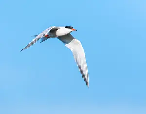 Mediterranean Wildlife Photos Impressions: Common Tern, Sterna hirundo