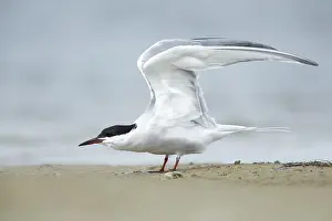 Texas Wildlife Impressions: Common Tern, Sterna hirundo