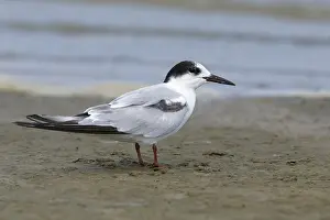 Texas Wildlife Images Impressions: Common Tern, Sterna hirundo
