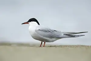 Sterna Hirundo Images Impressions: Common Tern, Sterna hirundo