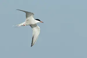 Wild Animals In Flight Impressions: Common Tern, Sterna hirundo