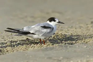 Texas Wildlife Photos Impressions: Common Tern, Sterna hirundo