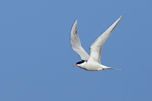 Adult Terns In Flight Impressions: Common Tern, Sterna hirundo