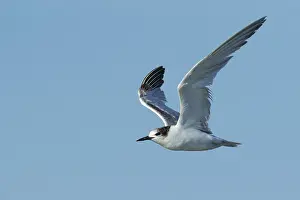 Flying Birds Impressions: Common Tern, Sterna hirundo